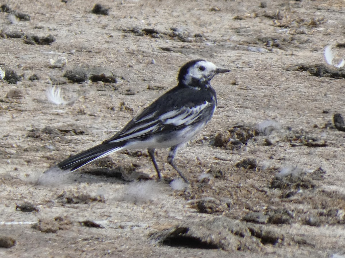 White Wagtail (British) - James Court