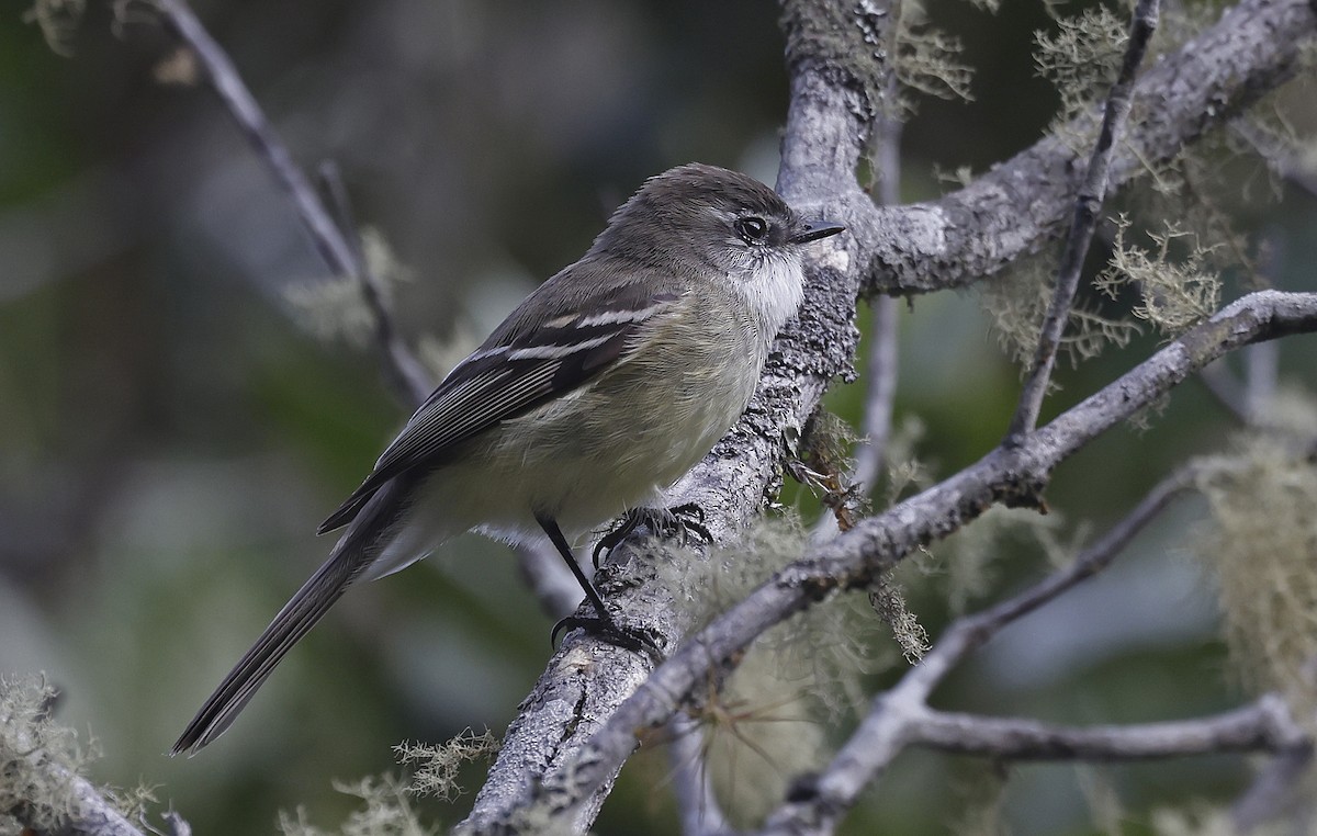 Tyranneau à gorge blanche - ML623644371