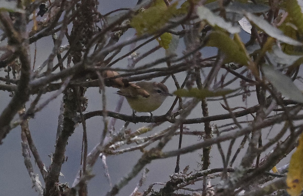 Brown-capped Vireo - ML623644427