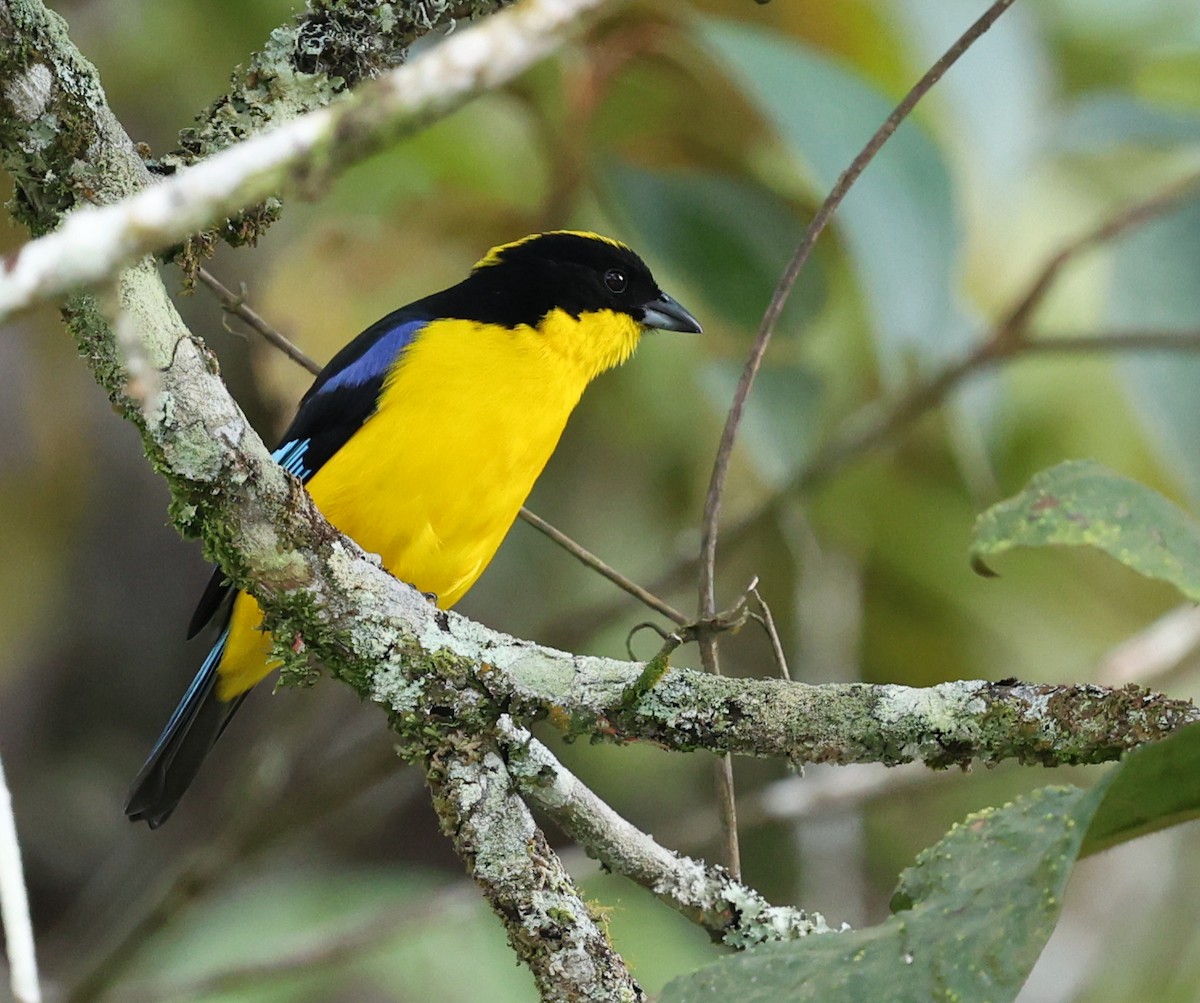 Blue-winged Mountain Tanager - ML623644465