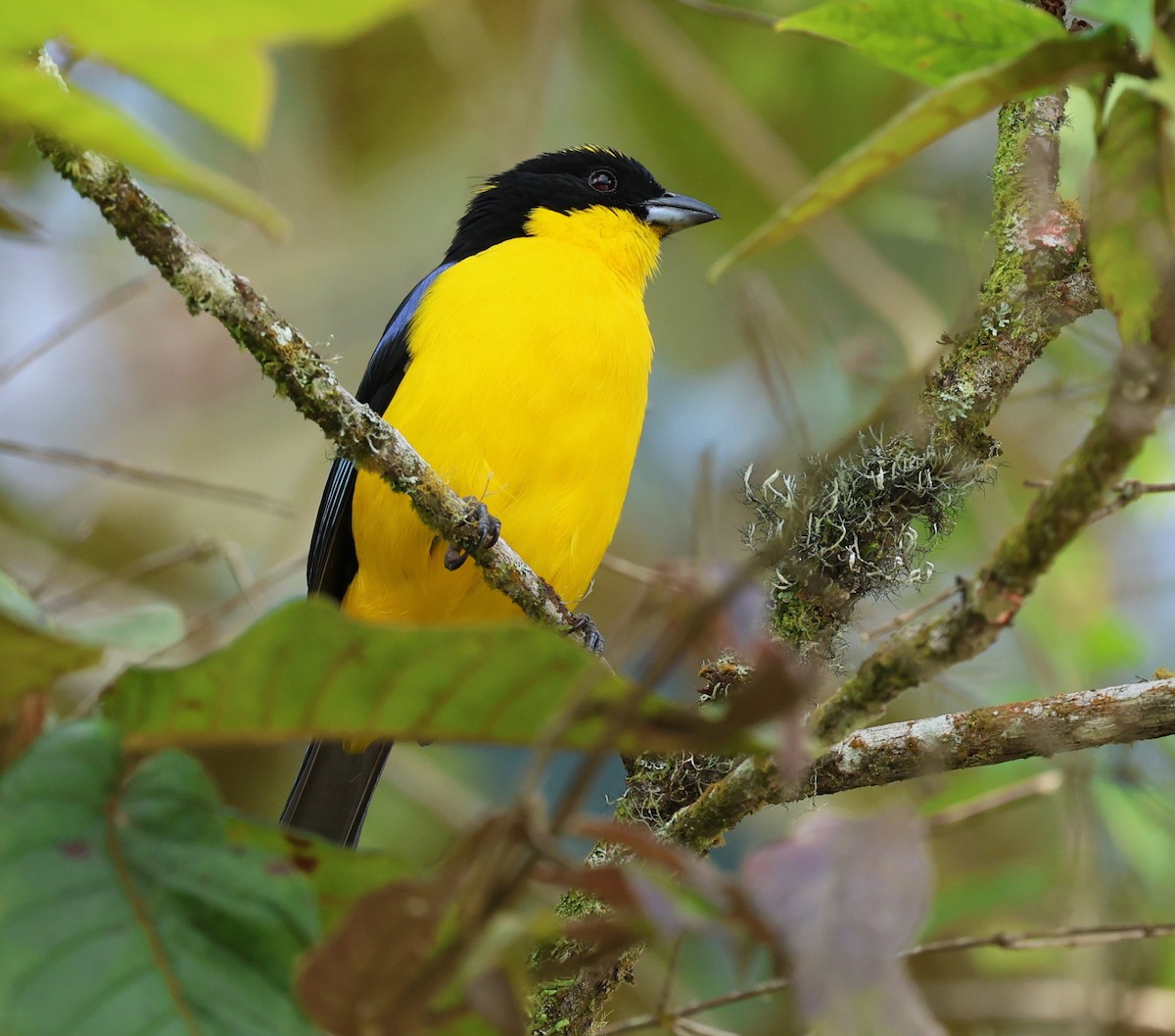 Blue-winged Mountain Tanager - ML623644466