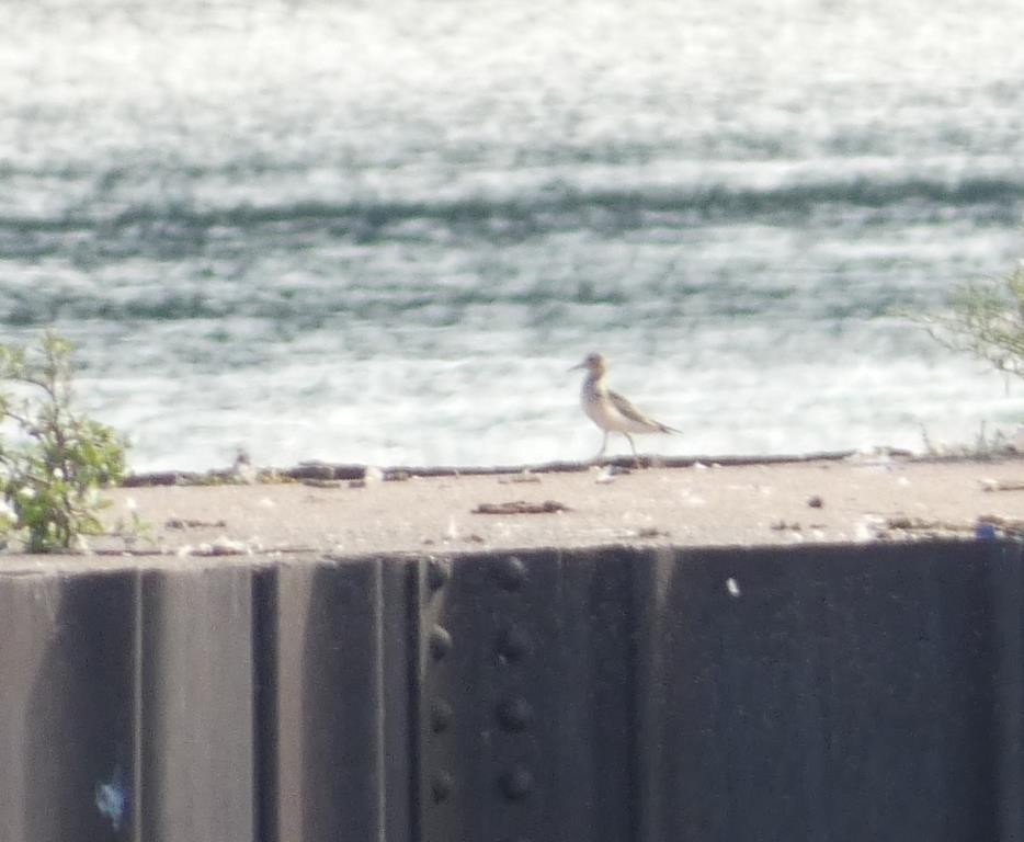 Buff-breasted Sandpiper - ML623644491