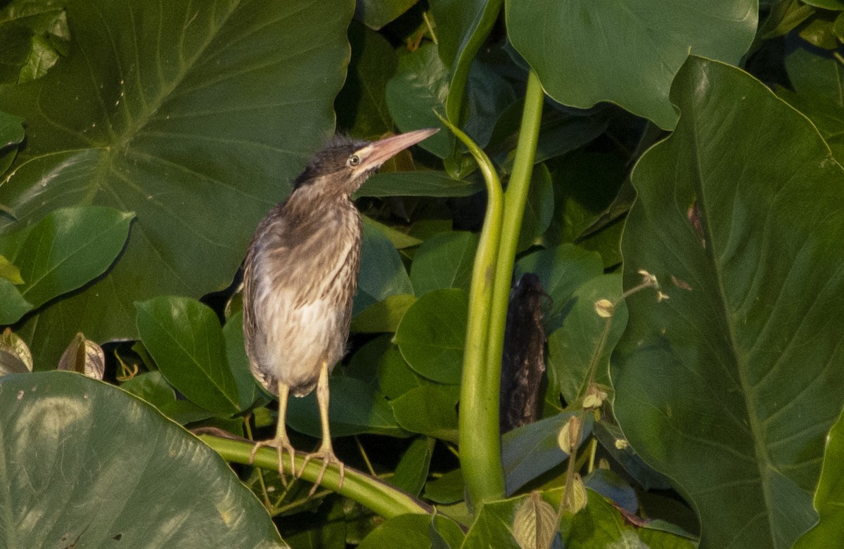 Striated Heron (South American) - ML623644568