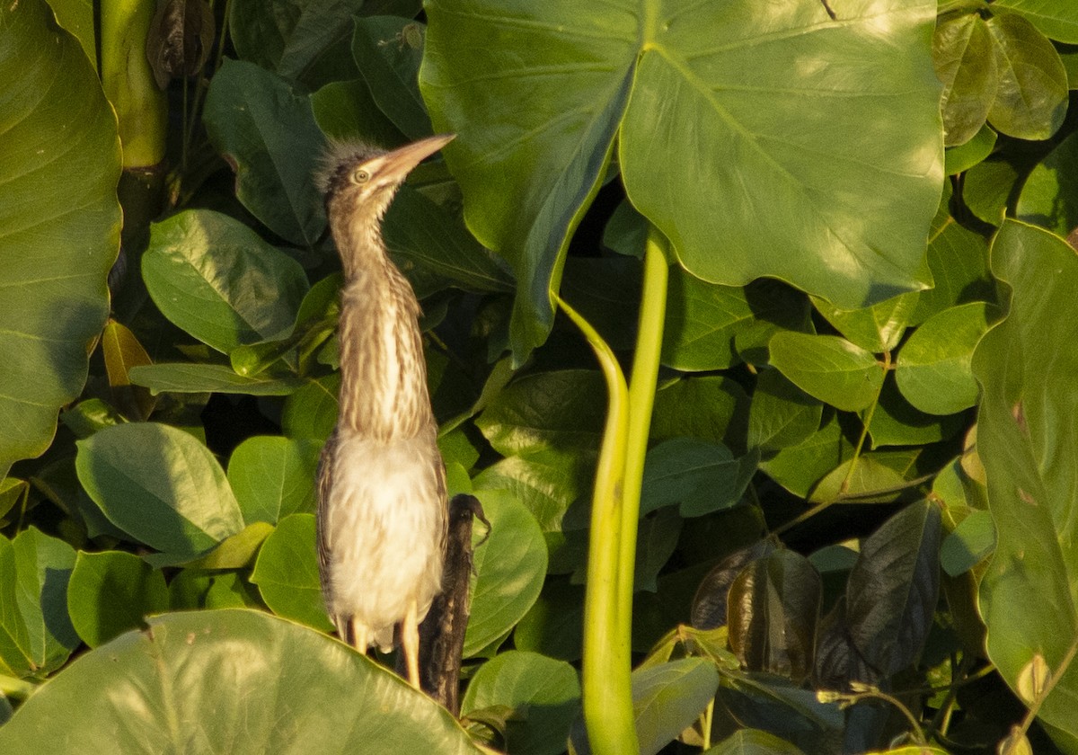 Striated Heron (South American) - ML623644580