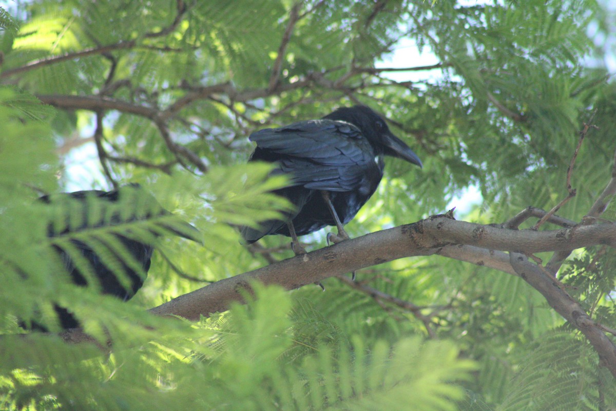 Common Raven - ML623644697