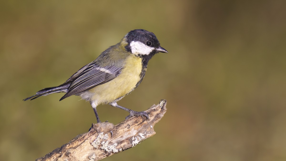 Great Tit - ML623644714