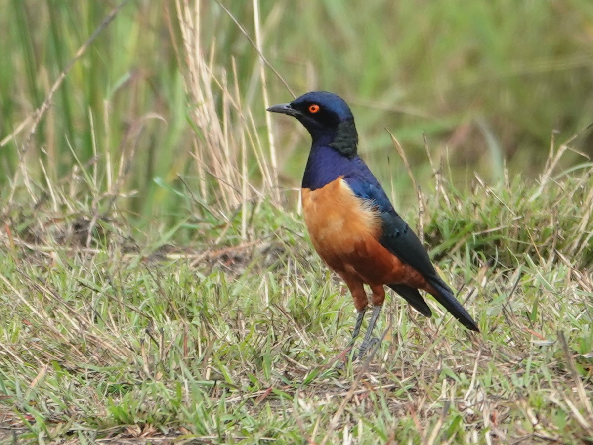 Hildebrandt's Starling - ML623644812