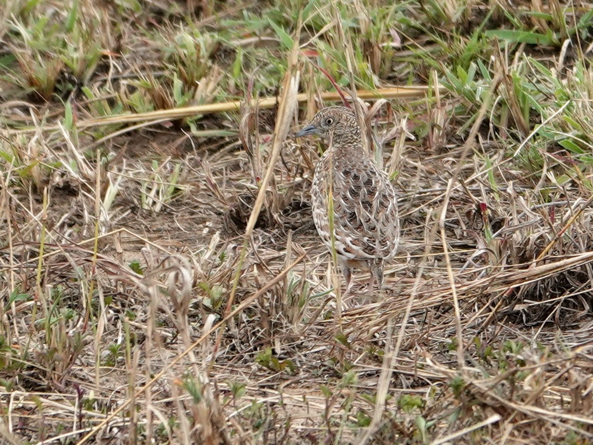 林三趾鶉 - ML623644819