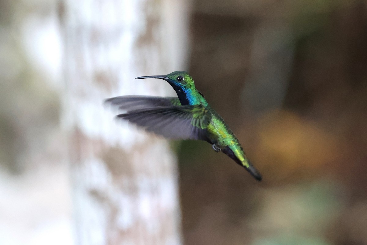 Black-throated Mango - ML623644823