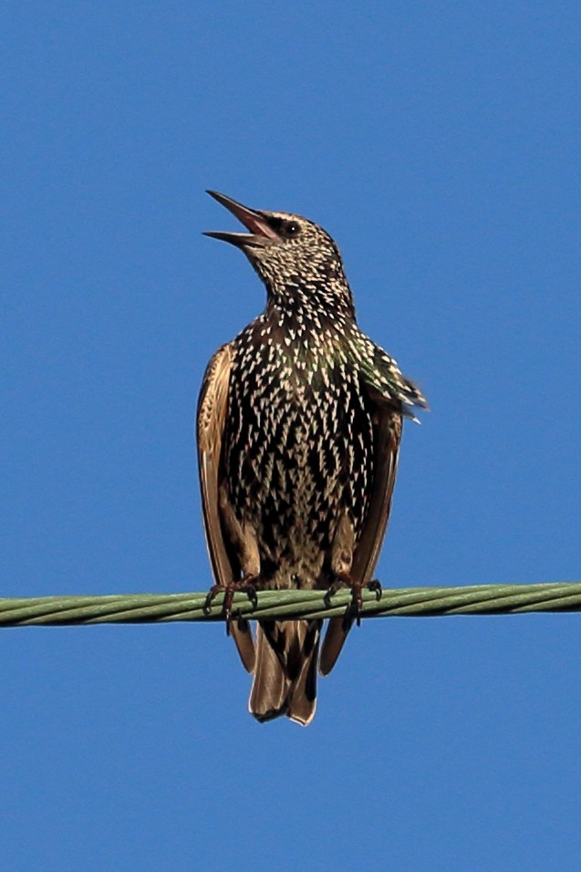 European Starling - Jeffrey Fenwick