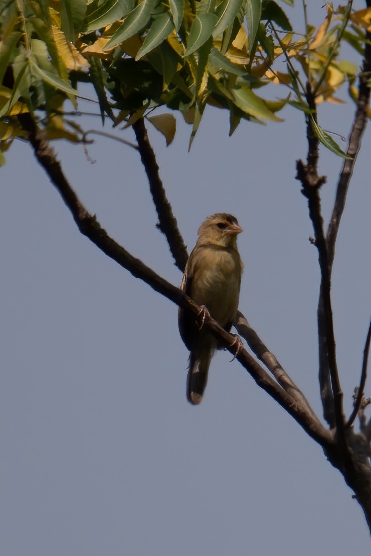 Northern Red Bishop - ML623644870