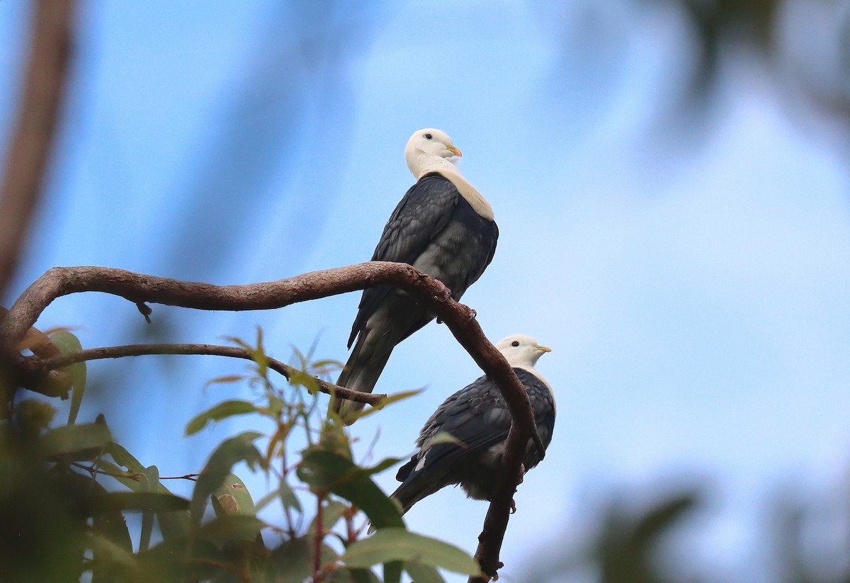 Black-banded Fruit-Dove - ML623644871