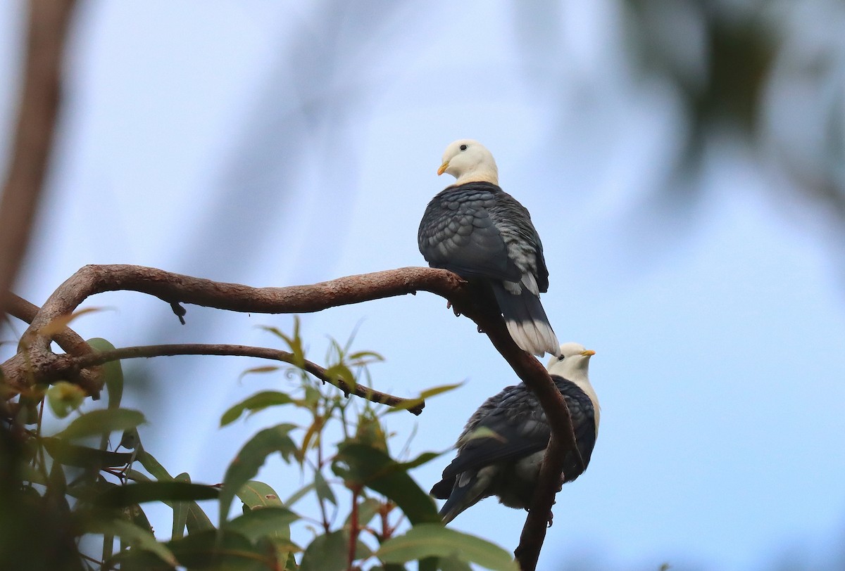 Black-banded Fruit-Dove - ML623644872