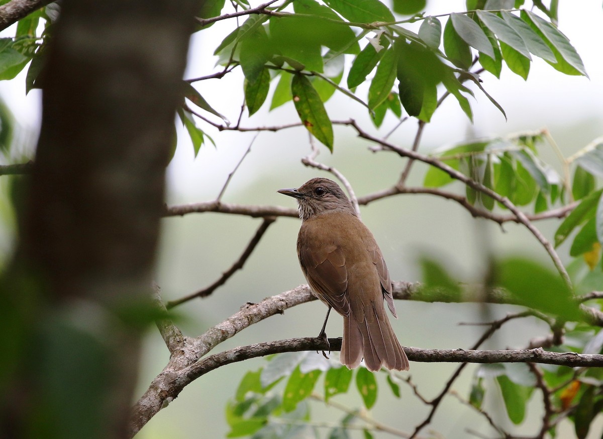 Pale-breasted Thrush - ML623644889