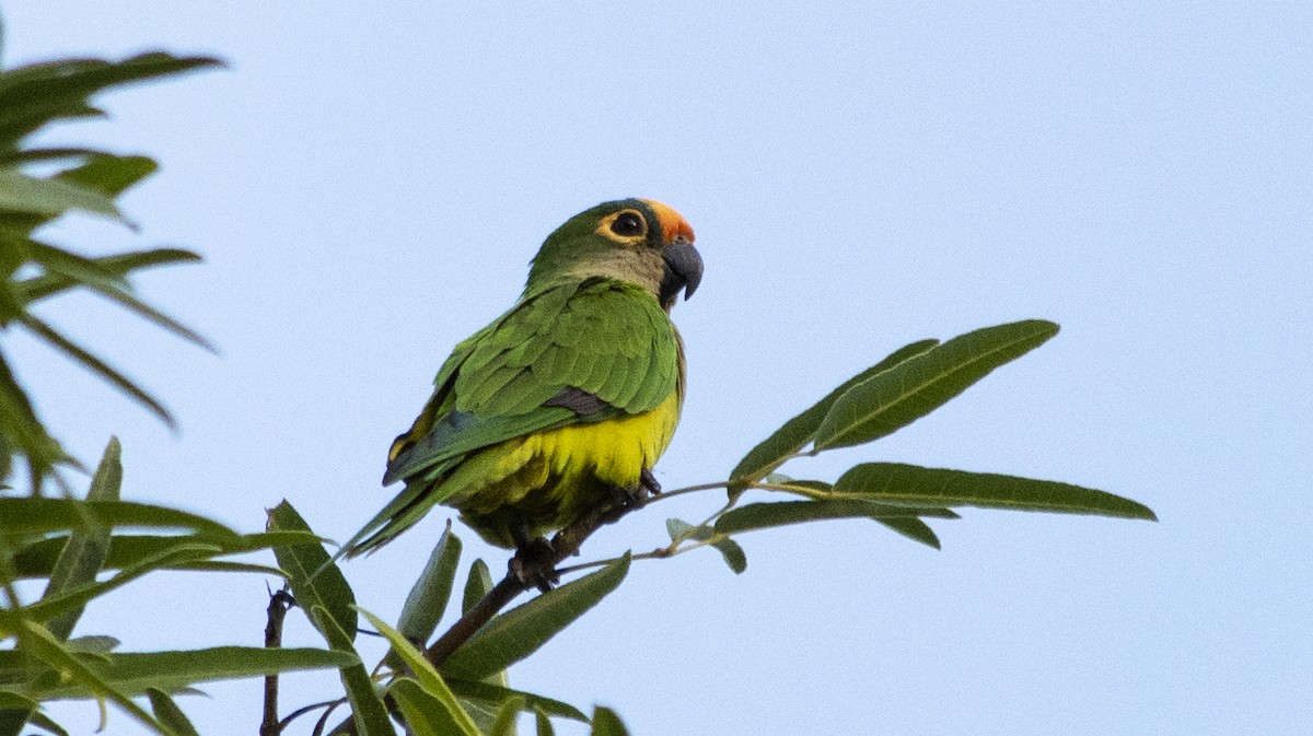 Peach-fronted Parakeet - ML623644898