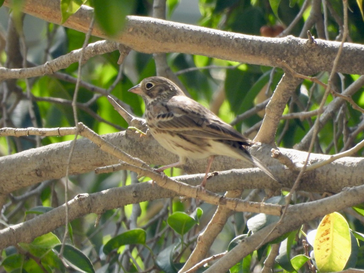 Vesper Sparrow - ML623644920