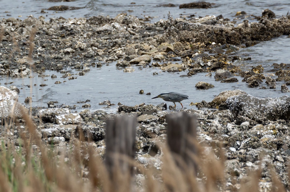 Striated Heron - ML623644933