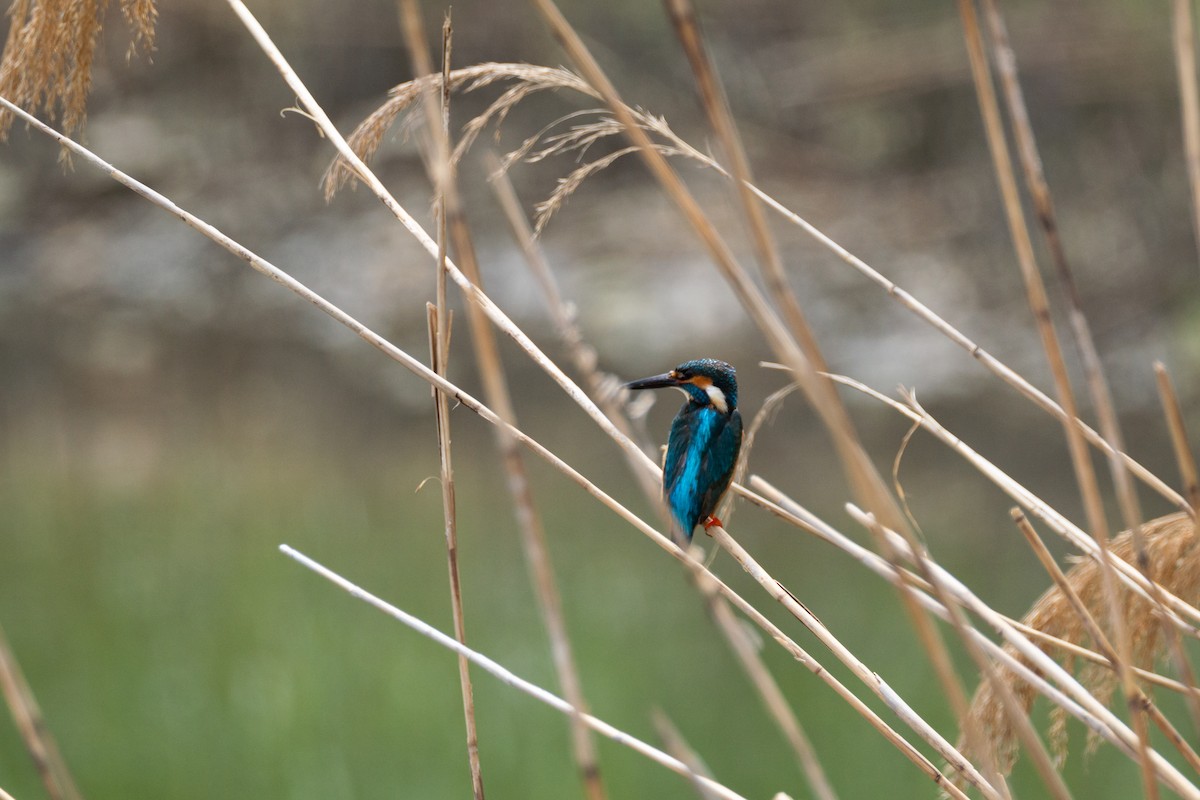 Common Kingfisher - ML623644941