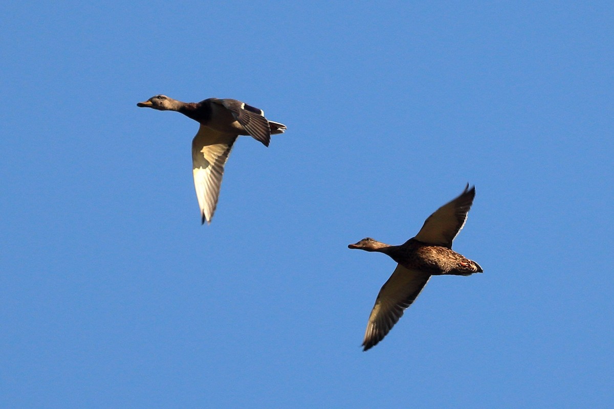 Mallard - Jeffrey Fenwick