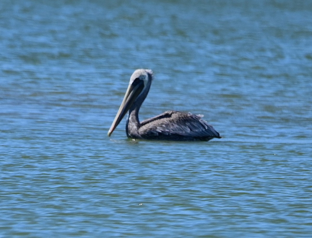 Brown Pelican - ML623644965