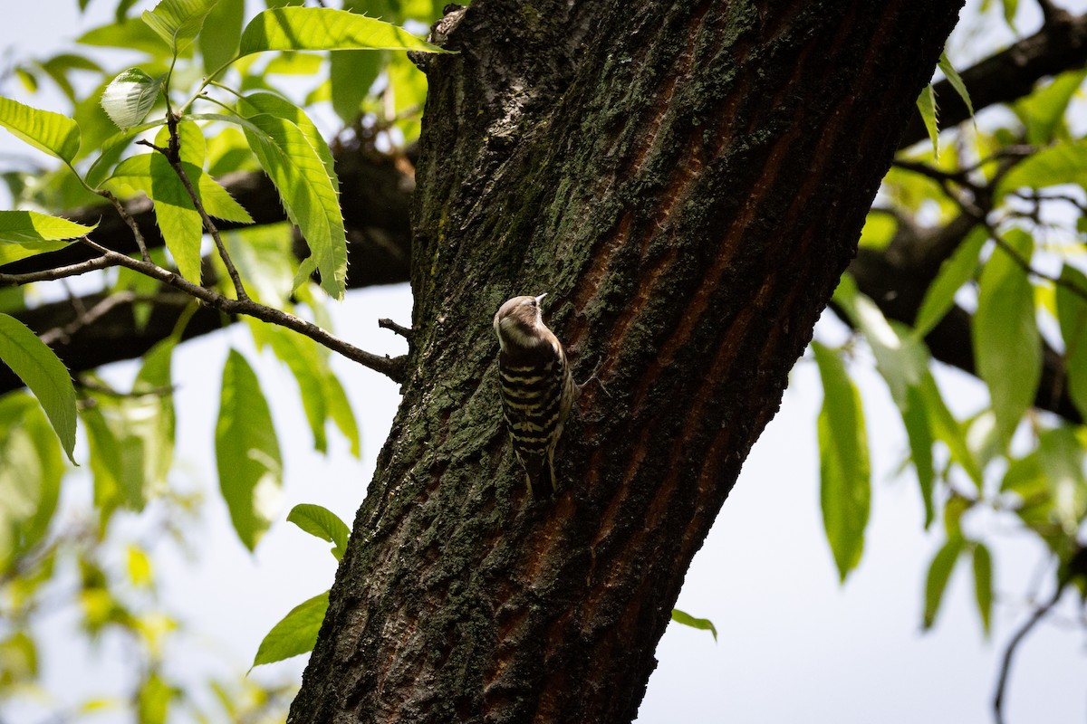 Japanese Pygmy Woodpecker - ML623644966