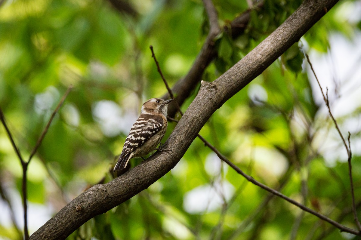 Japanese Pygmy Woodpecker - ML623644967