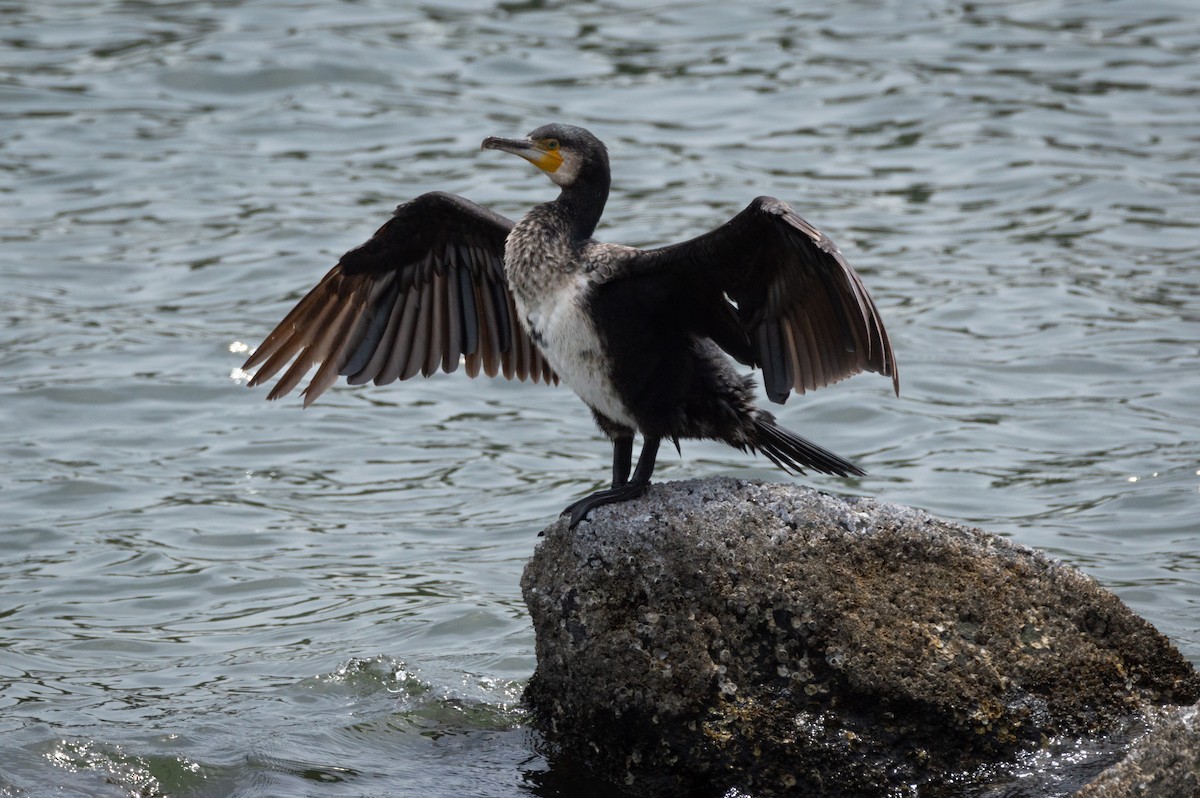 Great Cormorant - ML623644973