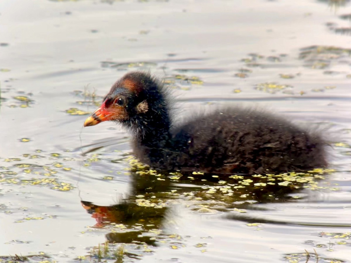 Gallinule poule-d'eau - ML623644979