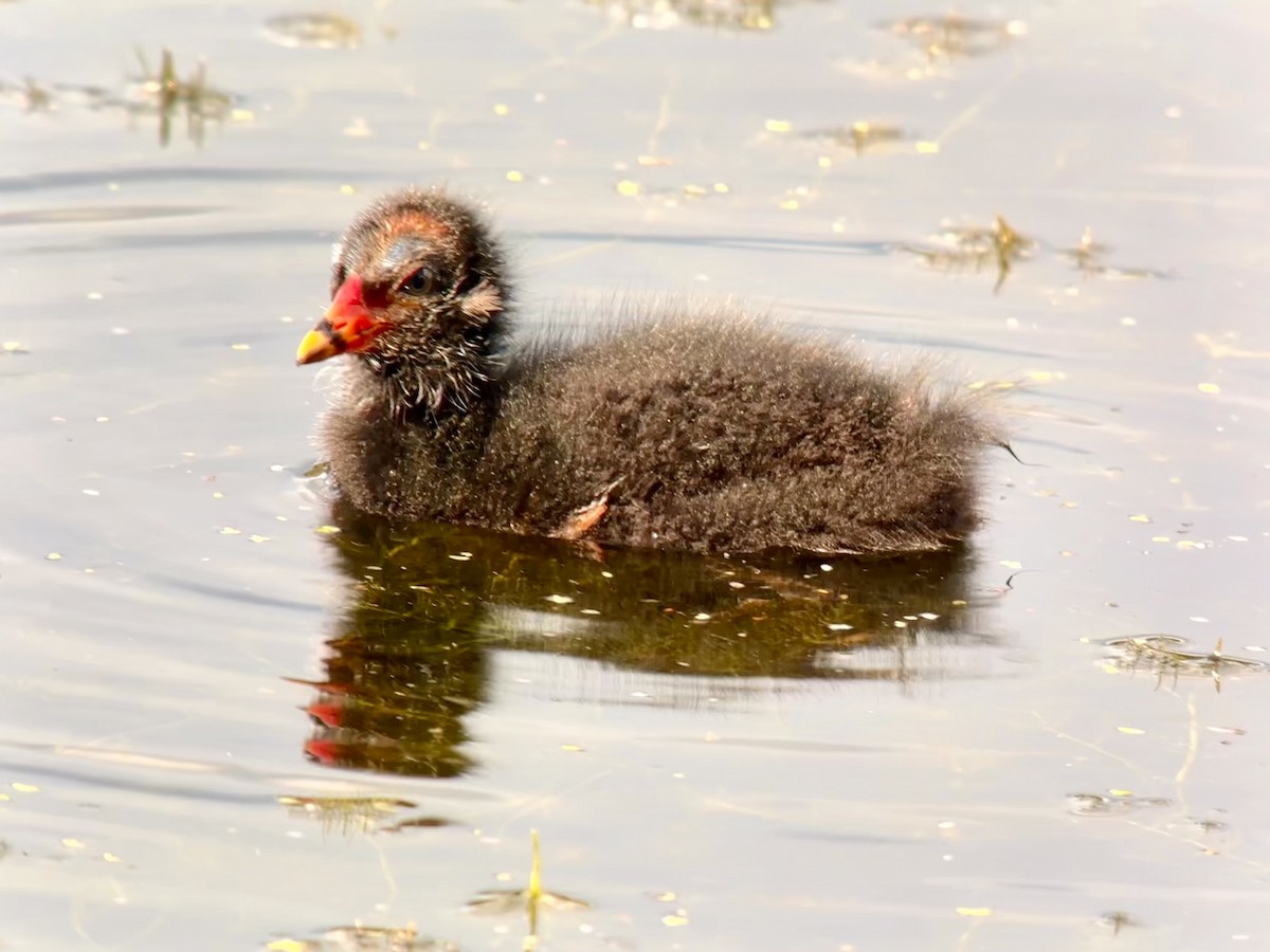 Eurasian Moorhen - ML623644980
