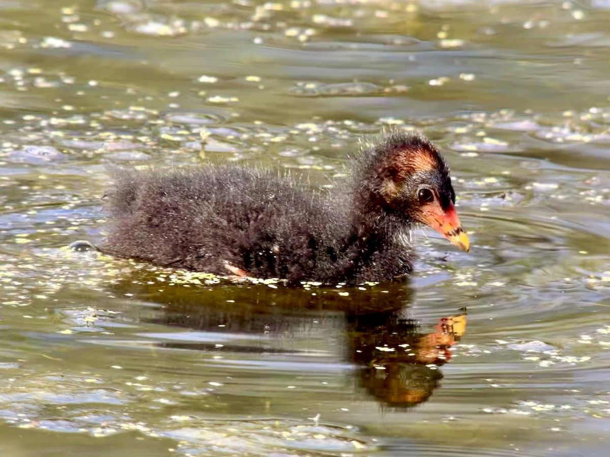 Gallinule poule-d'eau - ML623644981