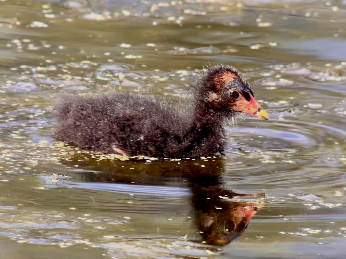 Eurasian Moorhen - ML623644982