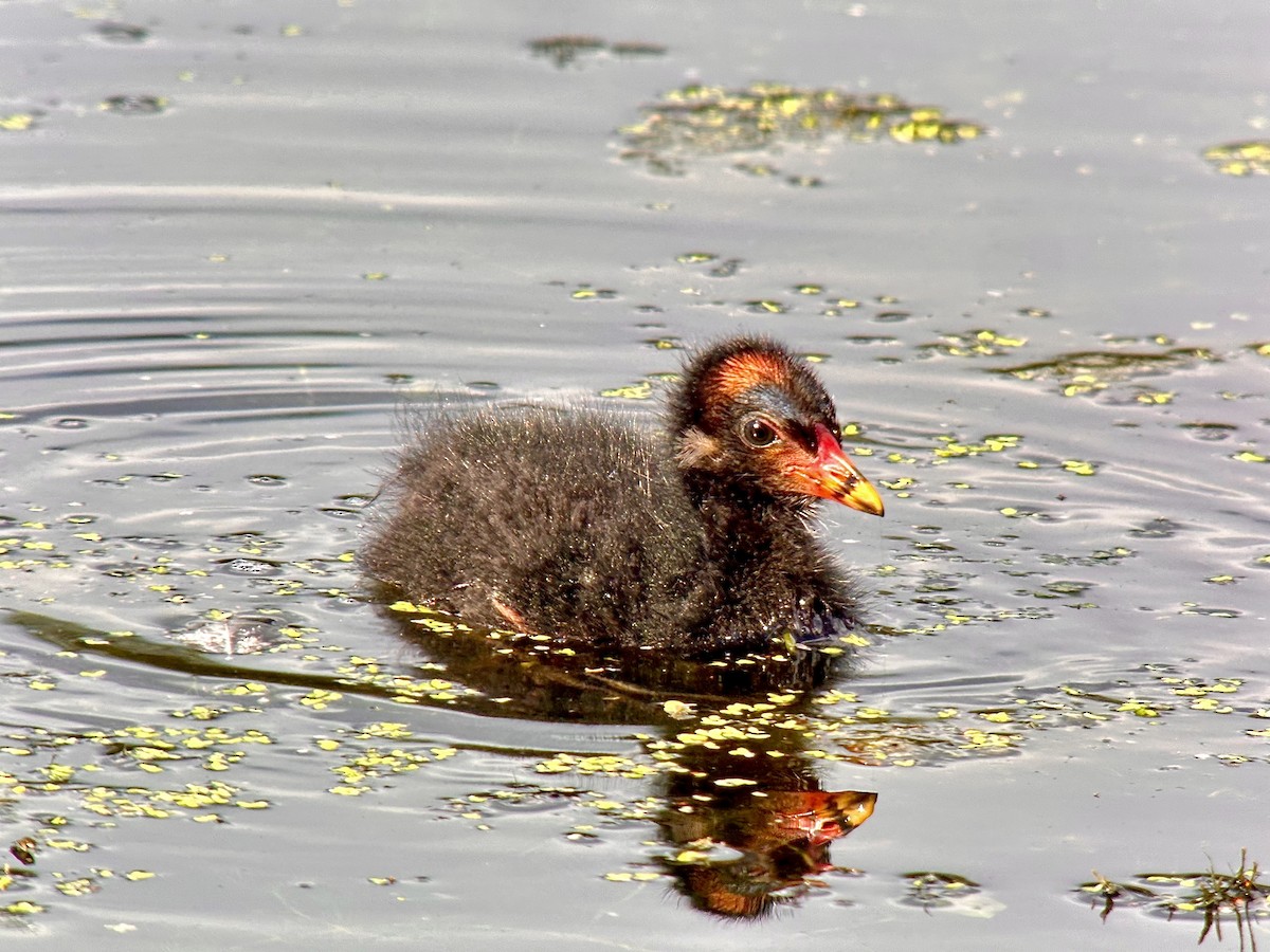 Gallinule poule-d'eau - ML623644983