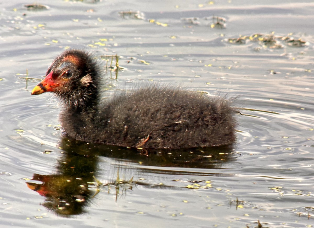 Eurasian Moorhen - ML623644984