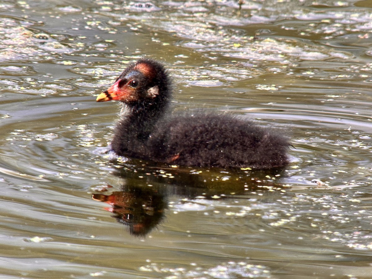 Eurasian Moorhen - ML623644986