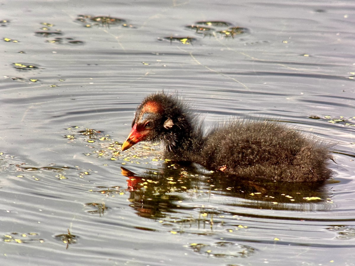 Eurasian Moorhen - ML623644987