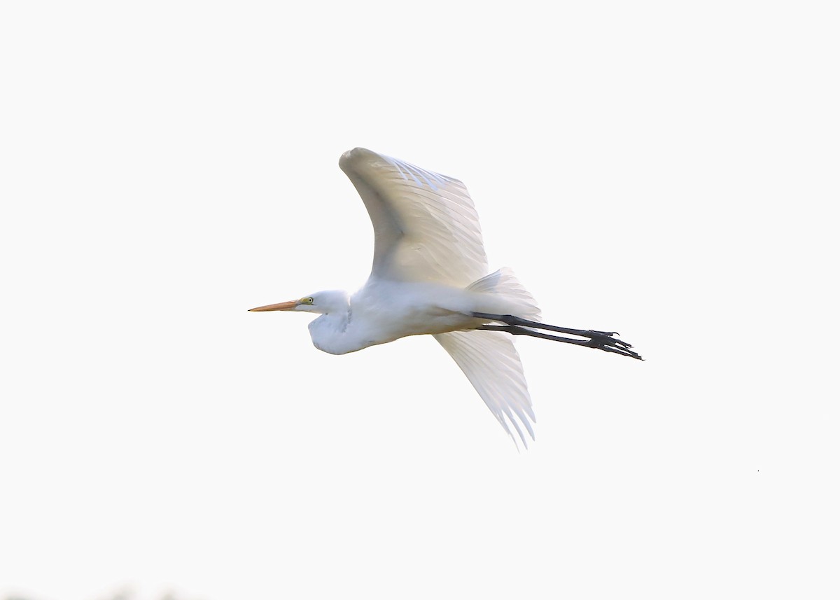 Great Egret - ML623644992