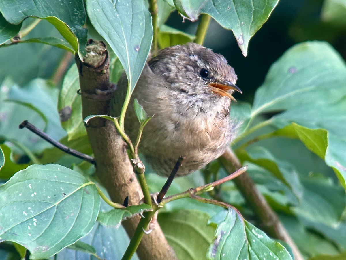 Eurasian Wren - ML623645005