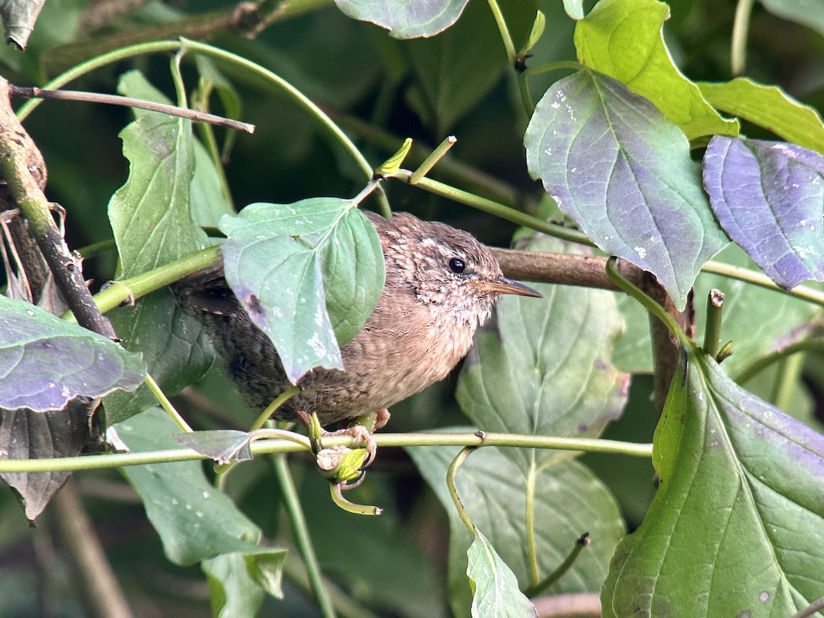 Eurasian Wren - ML623645006