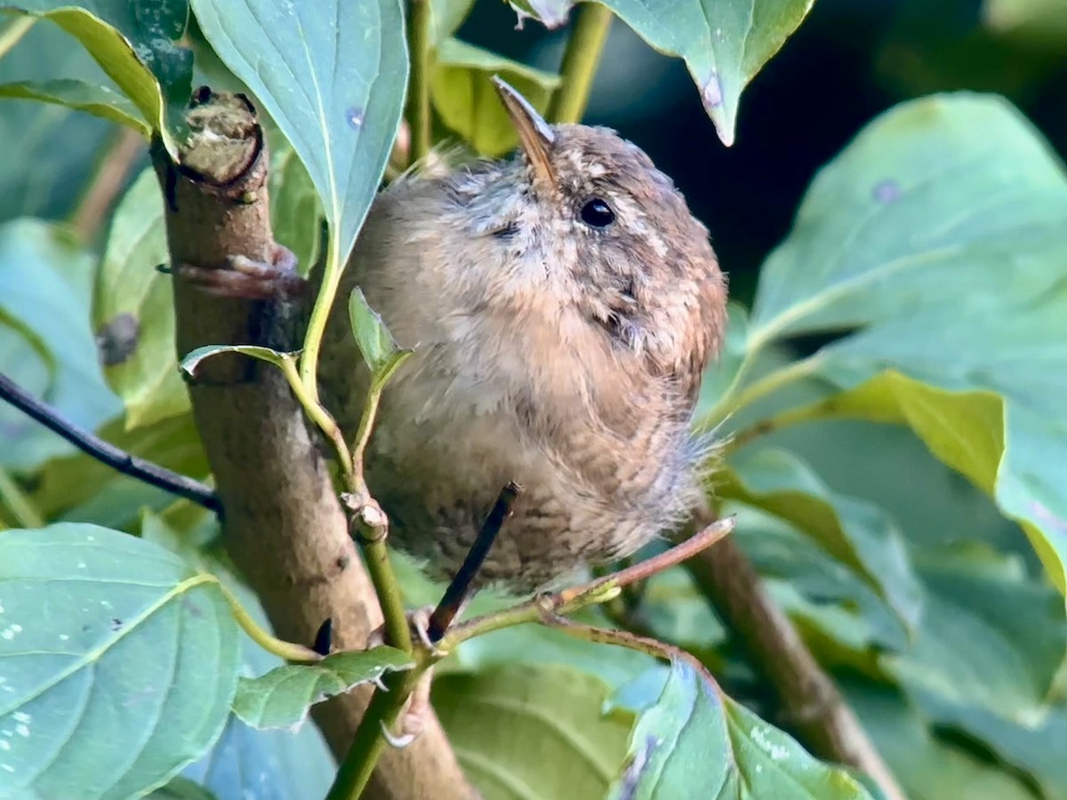 Eurasian Wren - ML623645007