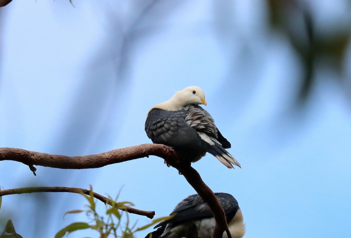 Black-banded Fruit-Dove - ML623645017