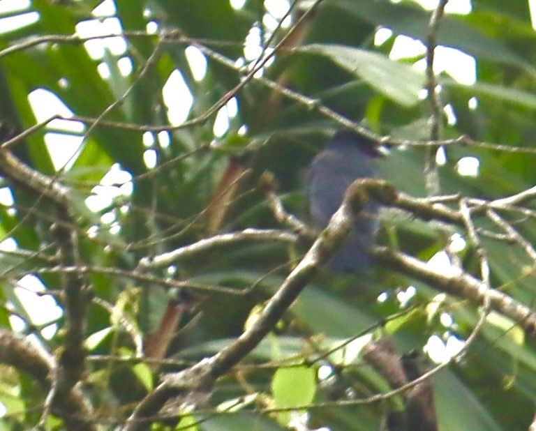 Purple-throated Fruitcrow - ML623645070