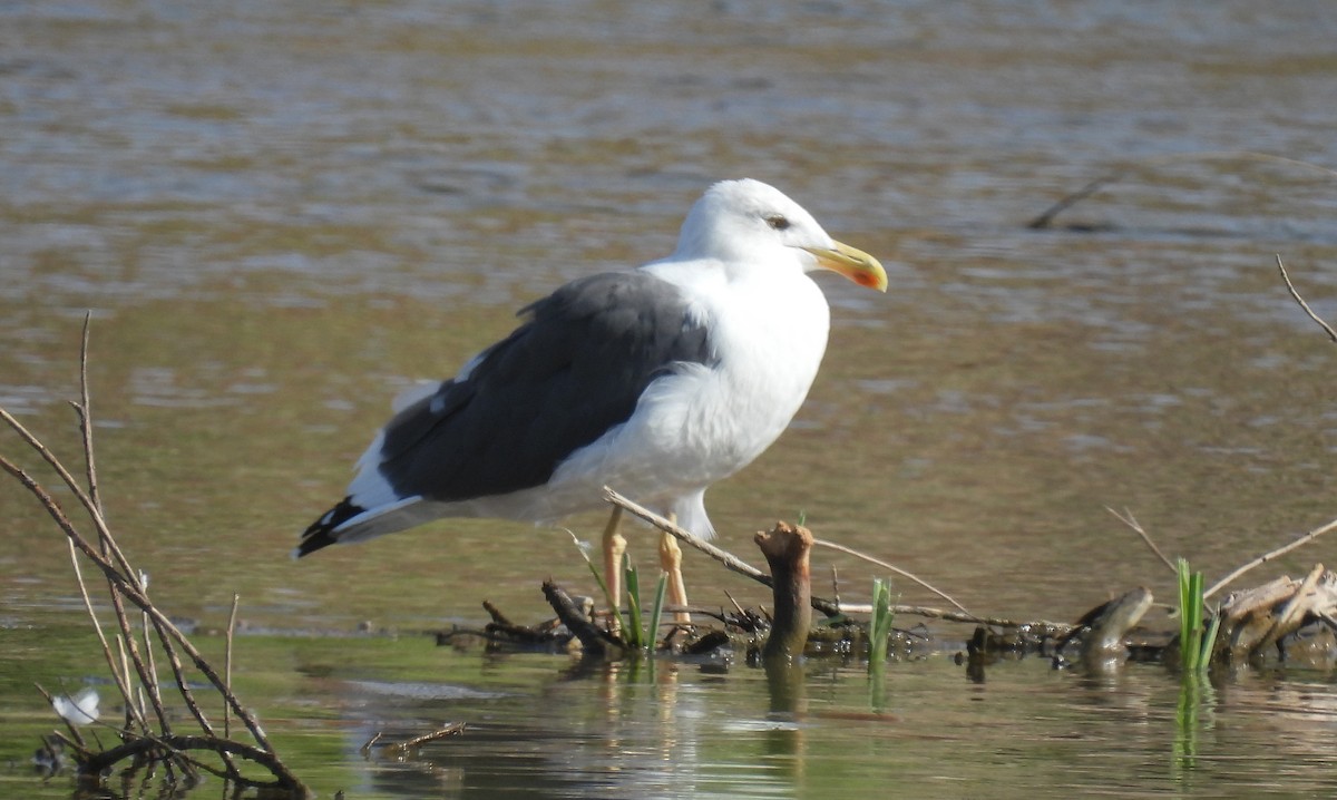 Yellow-footed Gull - ML623645090