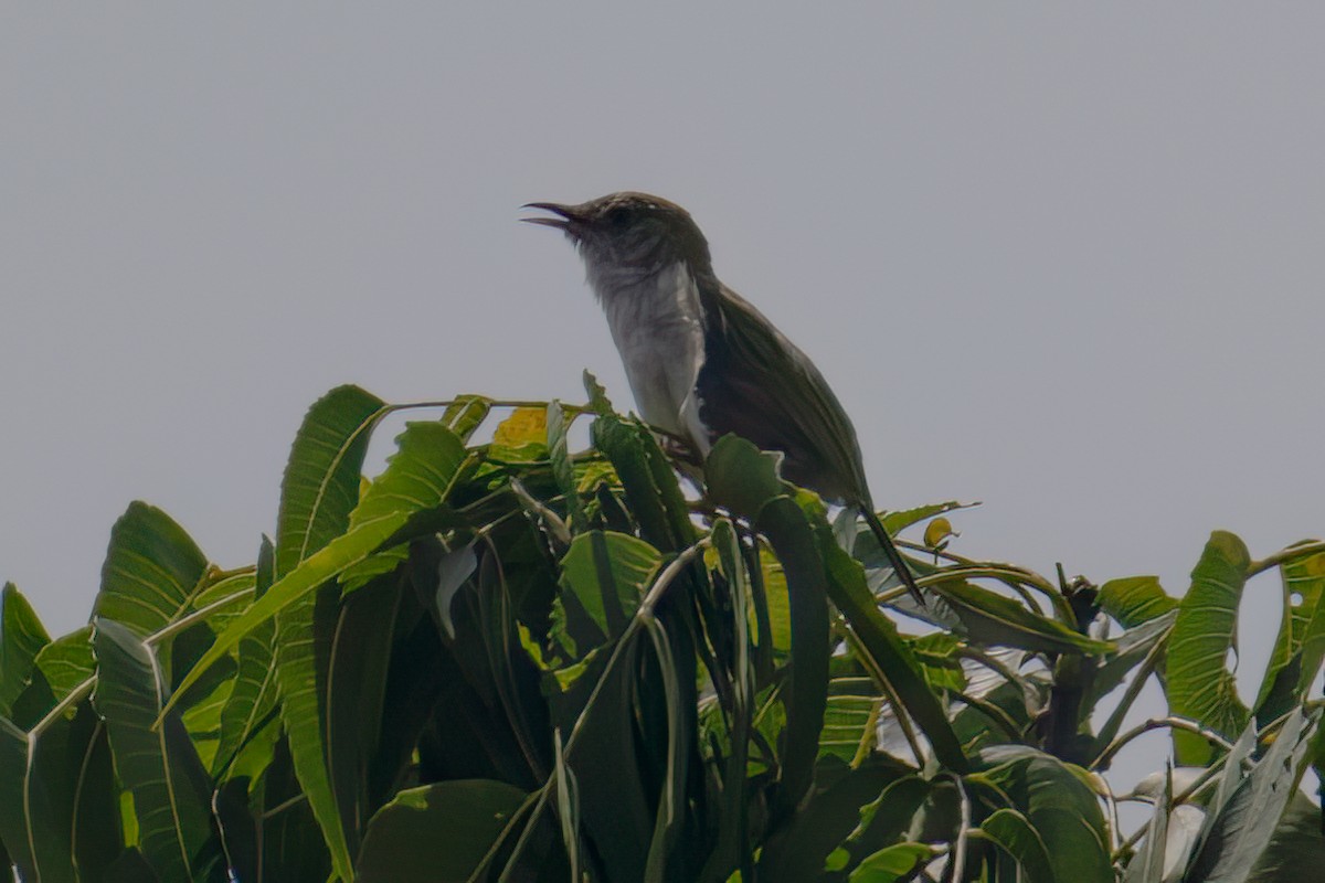 Siffling Cisticola - ML623645092