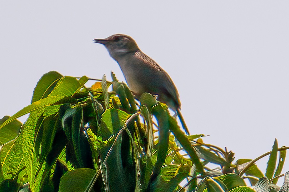 Siffling Cisticola - ML623645093