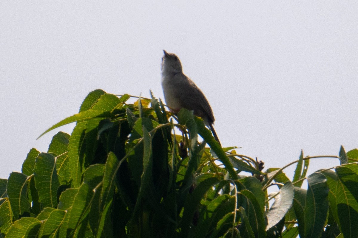 Siffling Cisticola - ML623645094