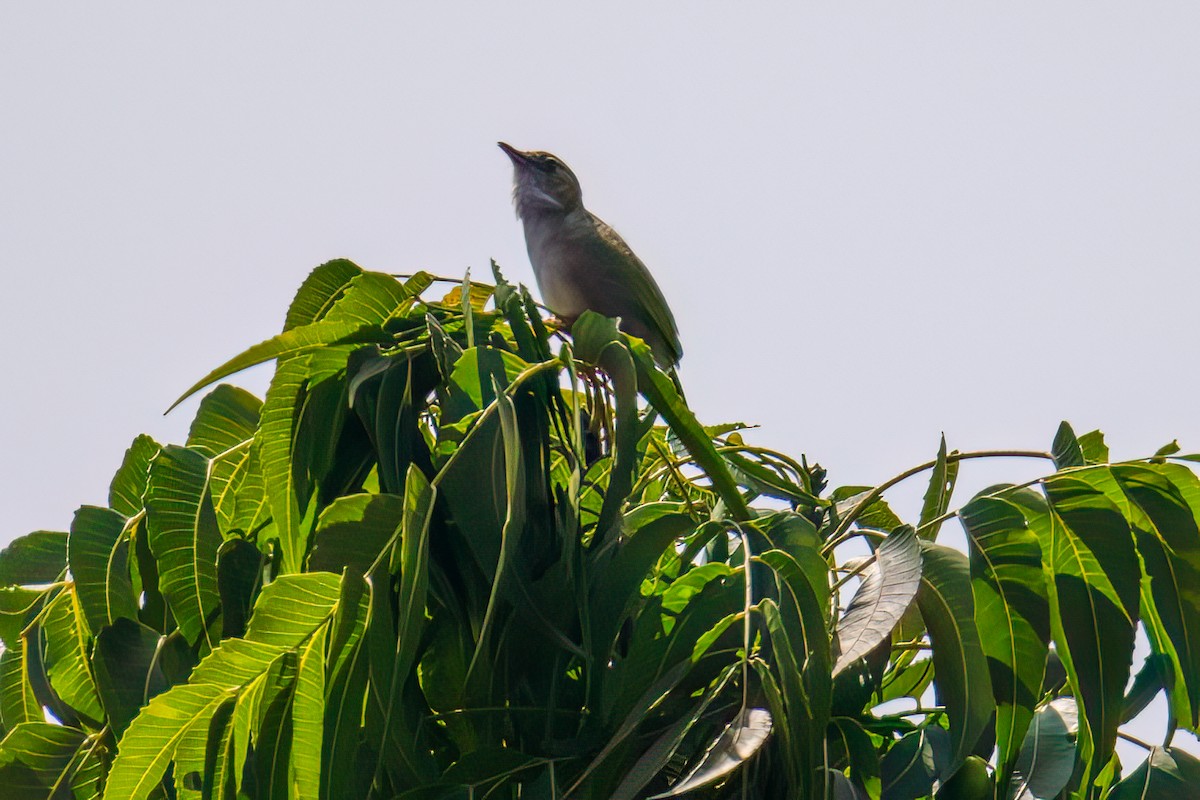 Siffling Cisticola - Tony Ducks