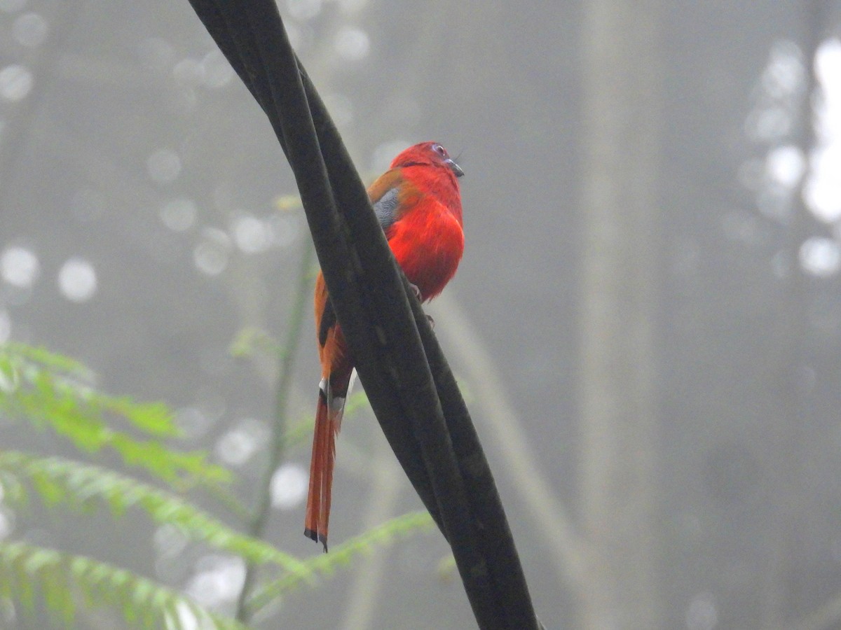 Red-headed Trogon - ML623645141