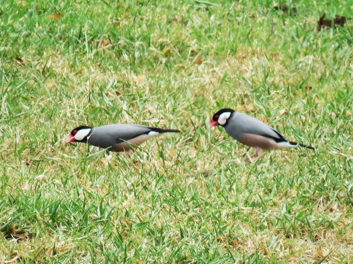 Java Sparrow - ML623645152