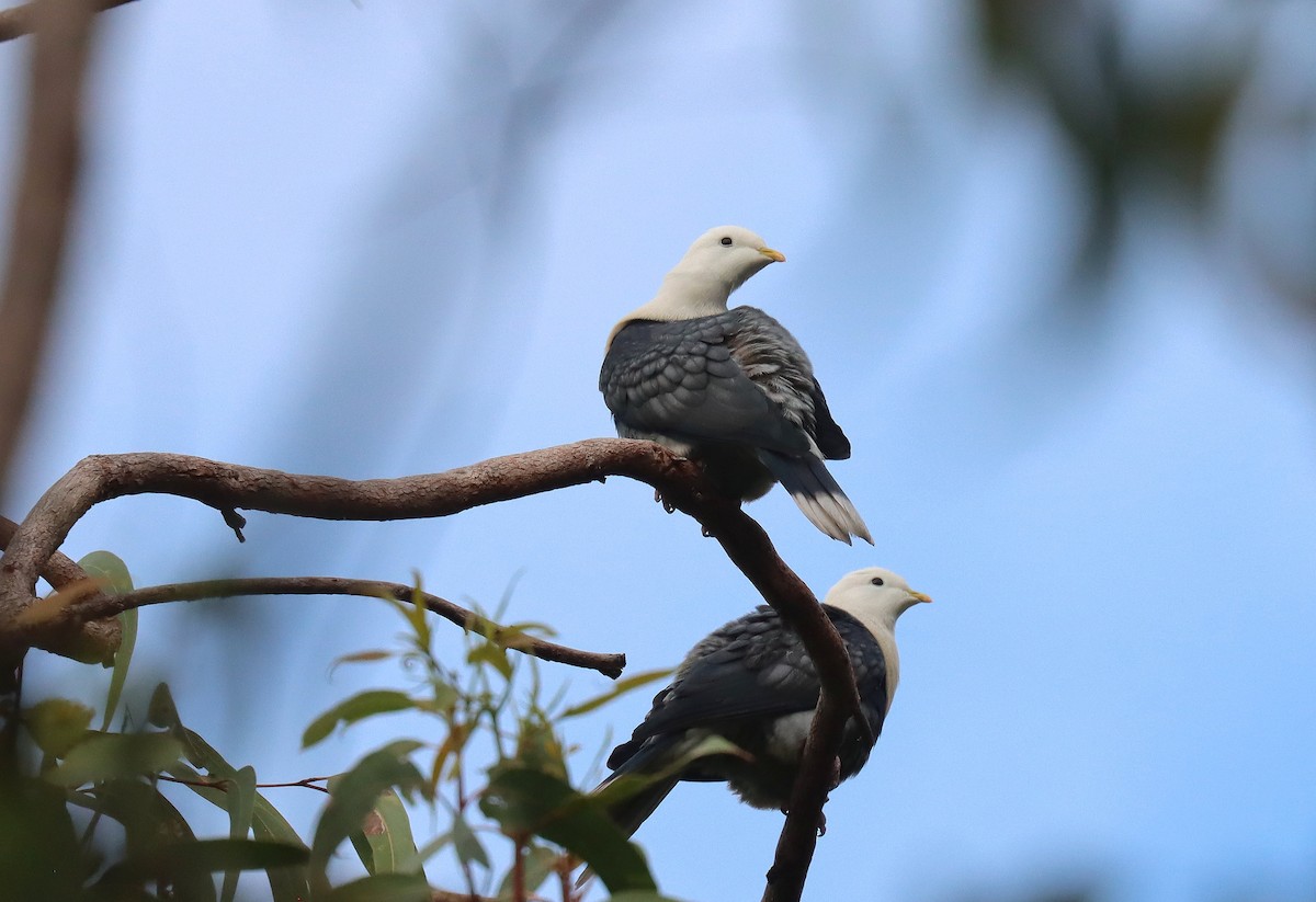 Black-banded Fruit-Dove - ML623645154