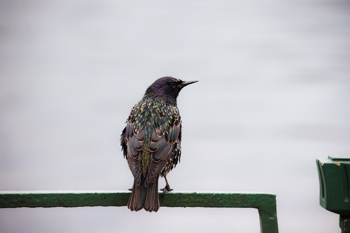 European Starling - ML623645158